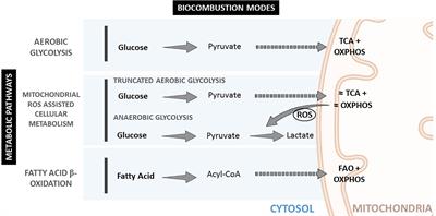 How Does Immunomodulatory Nanoceria Work? ROS and Immunometabolism